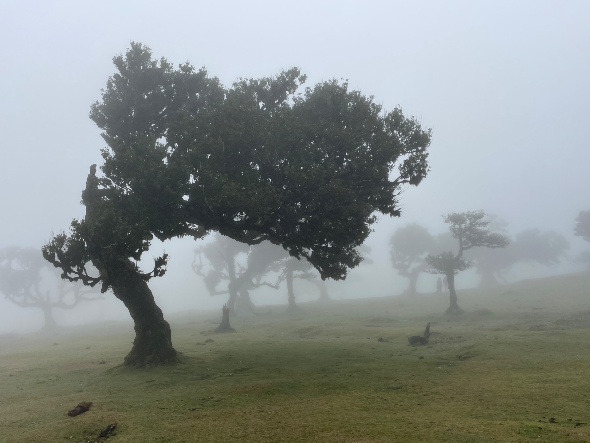Madeira — fotografie 4